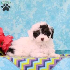 Snickers, Toy Poodle Puppy